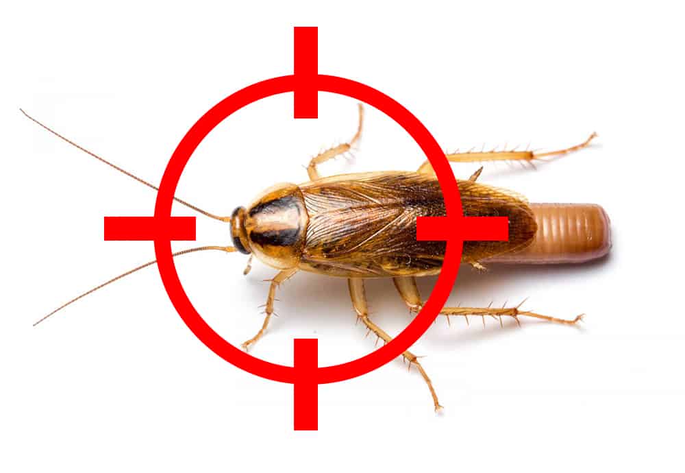 Diệt gián Đức