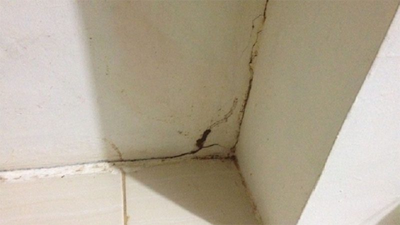 Cách diệt mối trong tường nhà