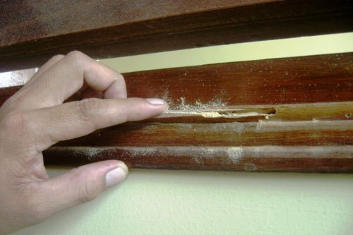 Dấu hiệu mối gỗ