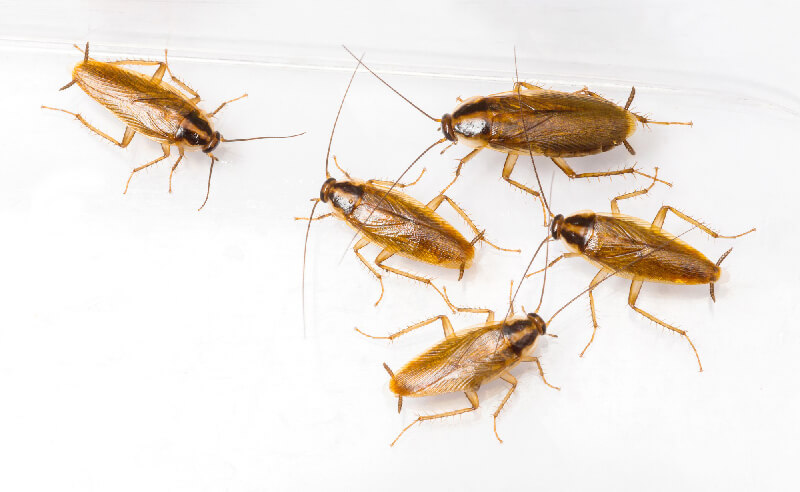 Gián Đức là gì