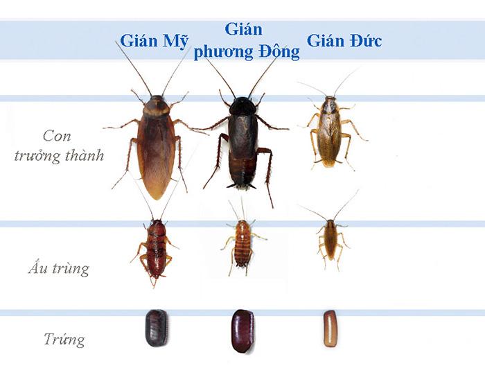So sánh Gián Đức và Gián Mỹ