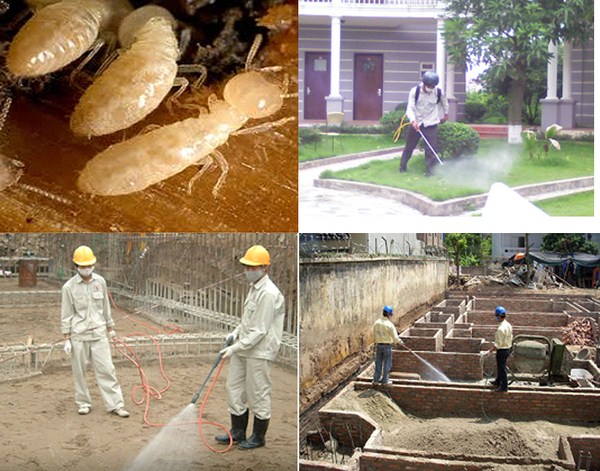 Diệt mối dưới nền nhà