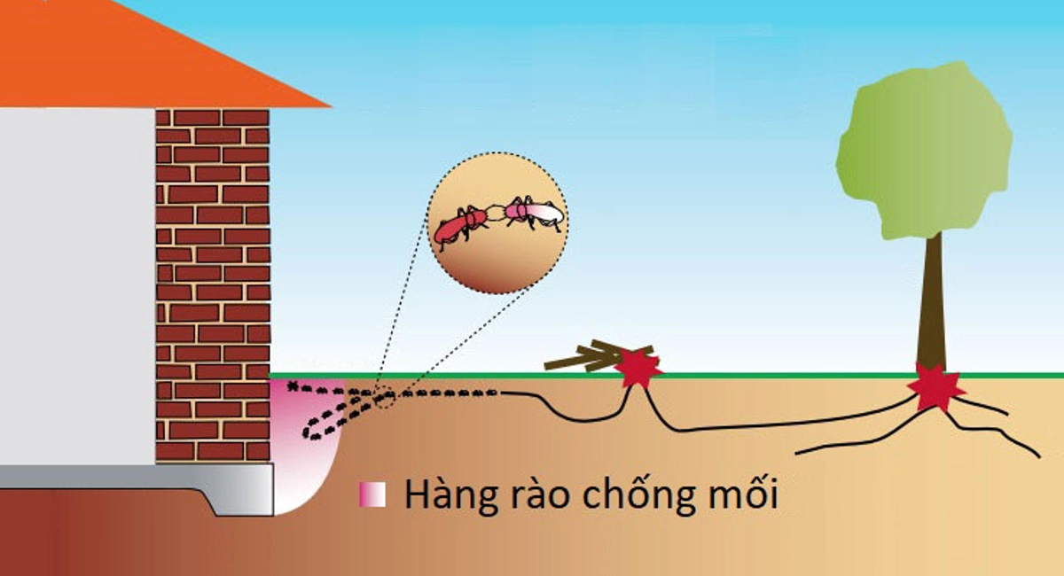 Cách diệt mối tận gốc tại nhà