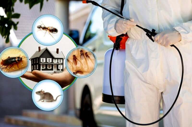 Dịch vụ diệt mối - Diệt mối tận gốc tại nhà