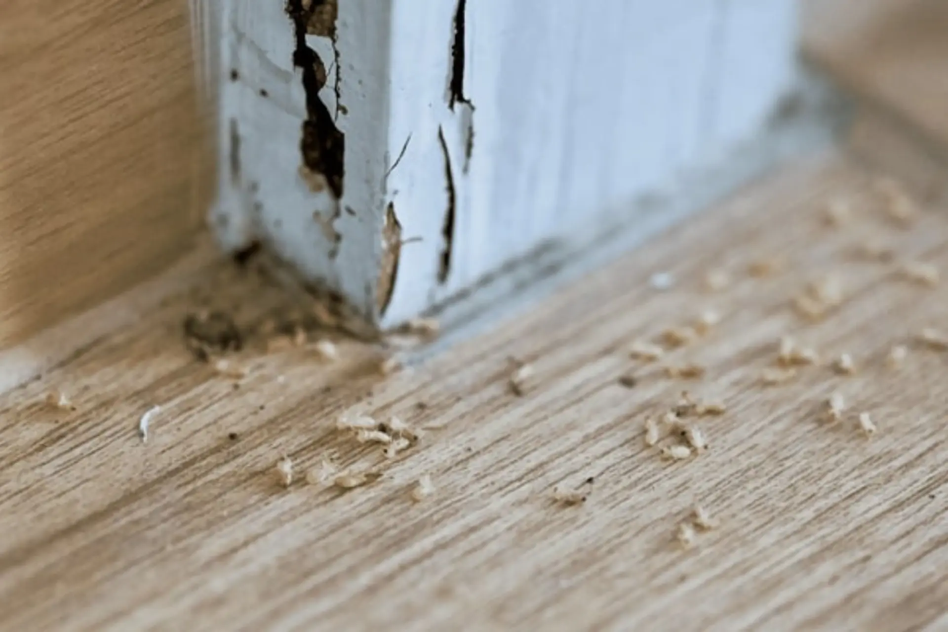 Cách diệt mối tận gốc tại nhà